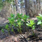 Ancient Botanical Garden