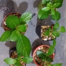 実生アジサイ　2026.12.26