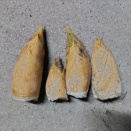 １２月２１日成果報告