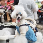 白ﾓｼﾞｬ&灰ﾓｼﾞｬ★Happy☆Days