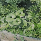 夏のツワブキ（２）