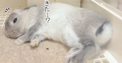 うさぎのルリ(8/12追記)