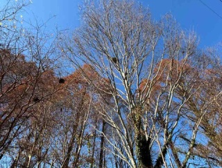 底冷えとすきま風に弱い北海道生まれ