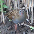 クイナの蔵出し画像15🦜（多々良沼公園）