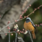 かんばんやの四季彩翡翠