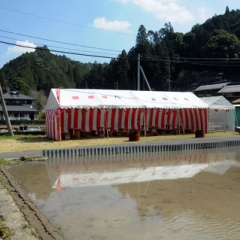 飛騨かなやまの桜　開花状況 2026