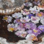 すみ子の小鳥が憩う手作りガーデン