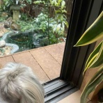 ハックン俳句でしょ！　　　　　　　　～愛犬ハックと俳句を楽しむ日々～