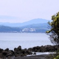 海岸に咲いた常緑性灌木の花