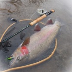 F・Fとしての証