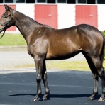 ねこパンチの一口馬主