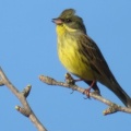 冬の終わりから春にかけての鳥や花　白い妖精の春バージョンにも遭遇