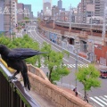 ハシブトガラス君と共に待ちです
