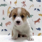 『新しいわんちゃんの紹介です🐶』の画像