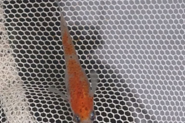 マッチの錦鯉みたいなメダカのblog 14 マッチの錦鯉みたいなメダカのblog 14