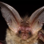 恋ふ森野郎の研究日誌