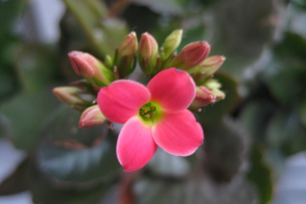 ゆっくり花咲け カランコエ East Asian Cafe