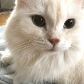 医療講演会に参加して猫と自分の病気予防について考える