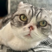 不機嫌になる理由は猫も人間も同じかも