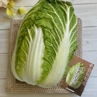 体の芯から温まる群馬県産邑美人白菜の明太子あんかけ【PR】