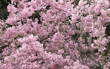 『桜咲く』の画像