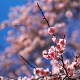 『2026.2『半田山植物園の梅』① / 岡山市北区法界院』の画像