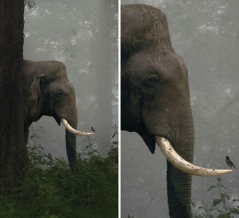 外国人「日常で撮影された最高に不思議な写真を見せていく！」