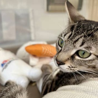 東京キャットガーディアンシェルター日記