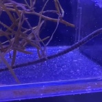 猫吉の海水魚日記