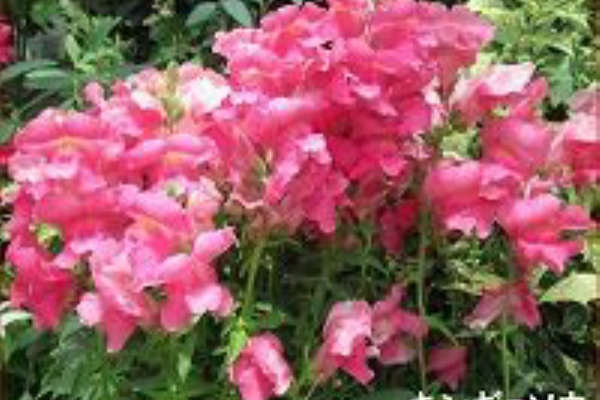 ストレートロブはそこそこの深さで良い ときめき老テニス