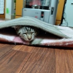 にゃんズの母（認知症と猫とわたし）