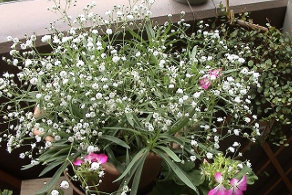 花 と 緑 と私 かすみ草