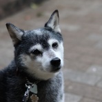 観音裏黄昏備忘録