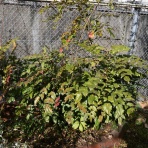 さつきヶ丘保育園