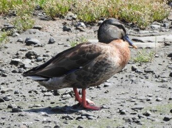 2026年6月16日の野鳥公園