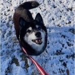 柴犬アトム🌈・黒柴アラレの日々是好日