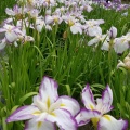 亀山公園の菖蒲まつり　満足度100%