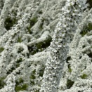 ユキヤナギやミモザが咲く中、パセリ、三つ葉、バジル、青紫蘇の種をまく♪