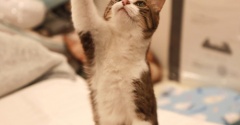 暑くても元気に遊ぶ猫。