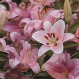 『コロナのせい』の画像