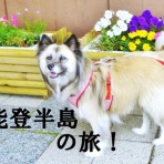 保護犬☆一星14年間の物語