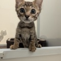 今日のにゃんこ