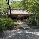 あじさい寺の紫陽花は今が見頃「周防 阿弥陀寺」（山口県防府市）
