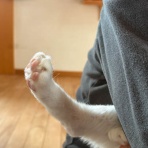 馬とニャンコと男と女