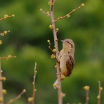 カメラ大好きおやじの野鳥と自然風景フォトアルバム
