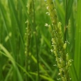 おやじの田んぼ（ Oryza sativaが開花期になりました）