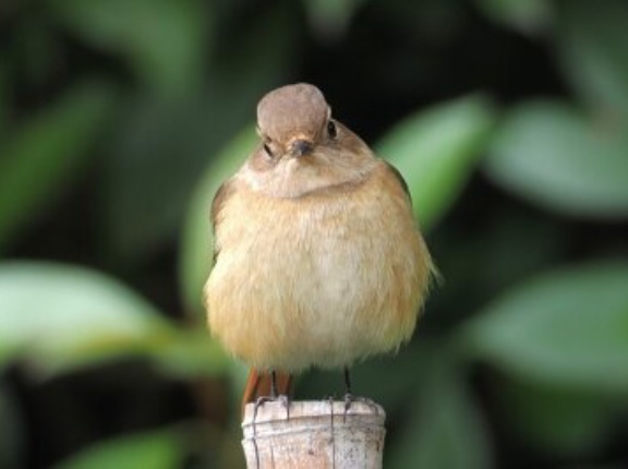 2025年11月13日の野鳥公園