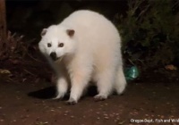 都市伝説 後頭部にもう1つの小さな顔があり 邪悪な人格を持っていたと言われる エドワード モードレイク の物語 カラパイア