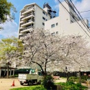 北のロイヤル定点観測27…夜桜見てなかぽんデー