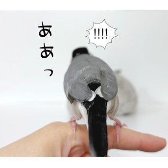 アスリート化する文鳥たち